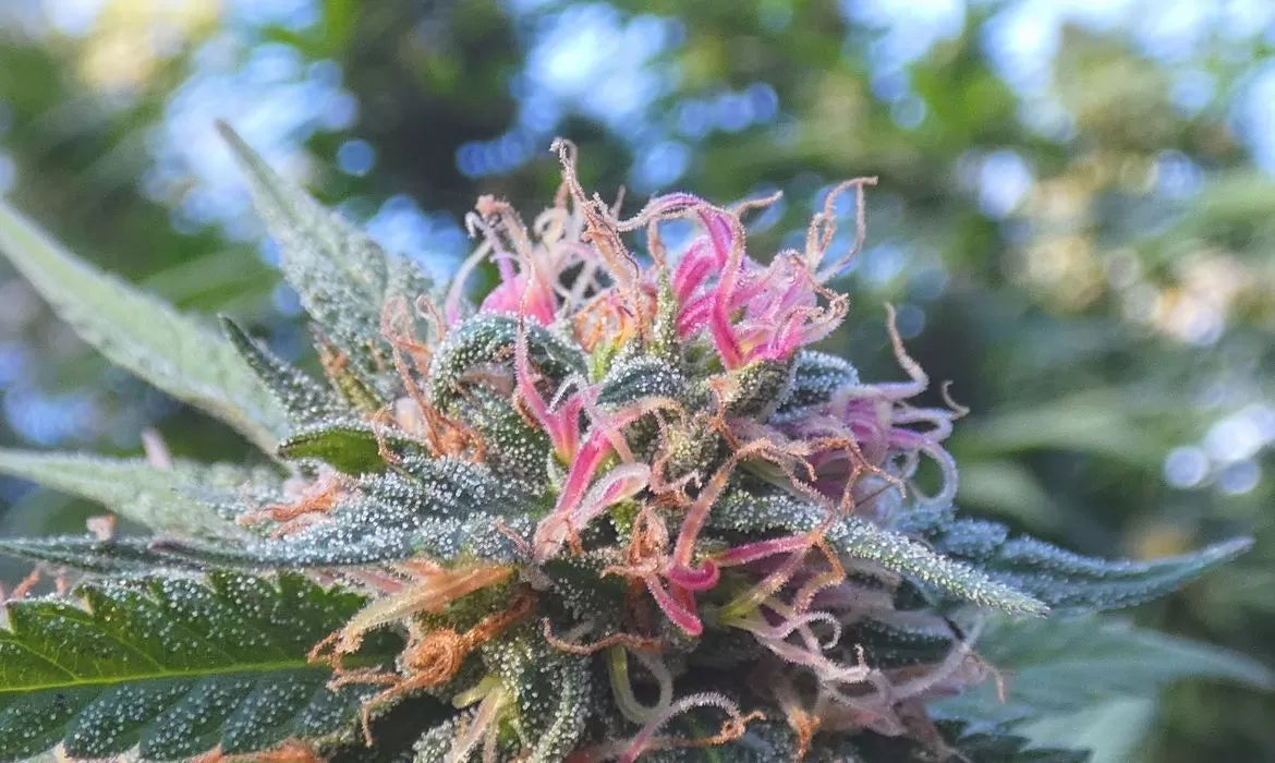 Close up to the Pink Hawaiian strain