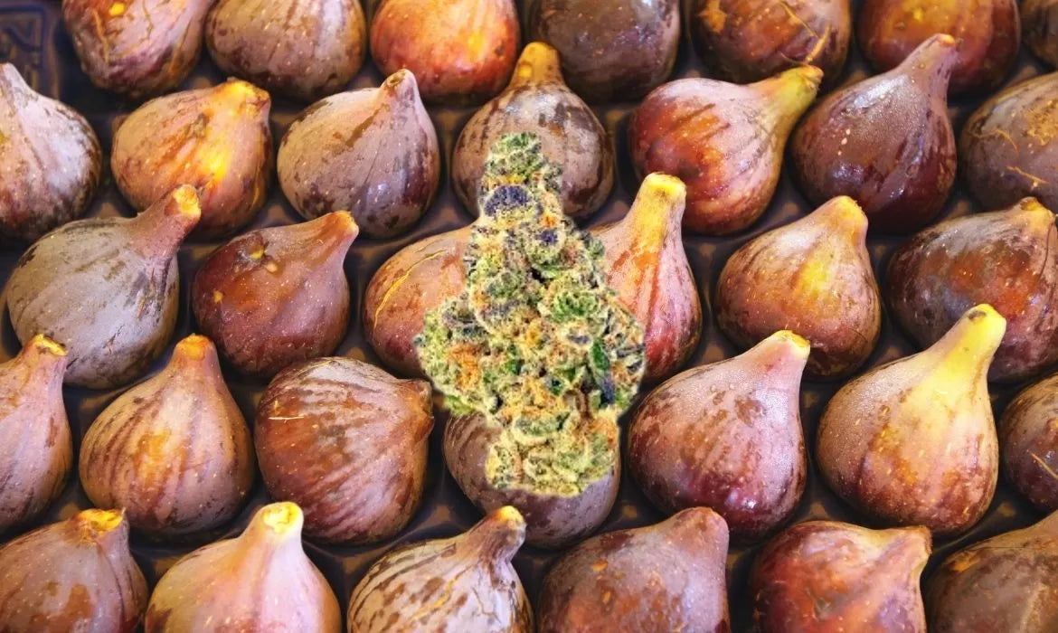 Purple Fig strain