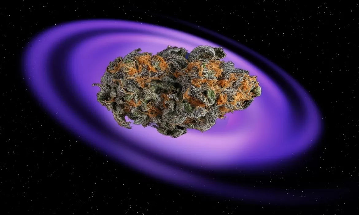 Purple Gas hemp strain