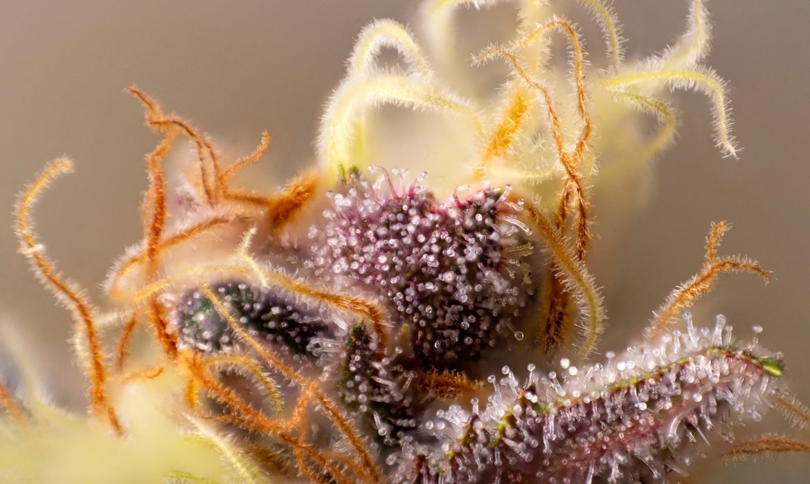 Queen Dream hemp strain