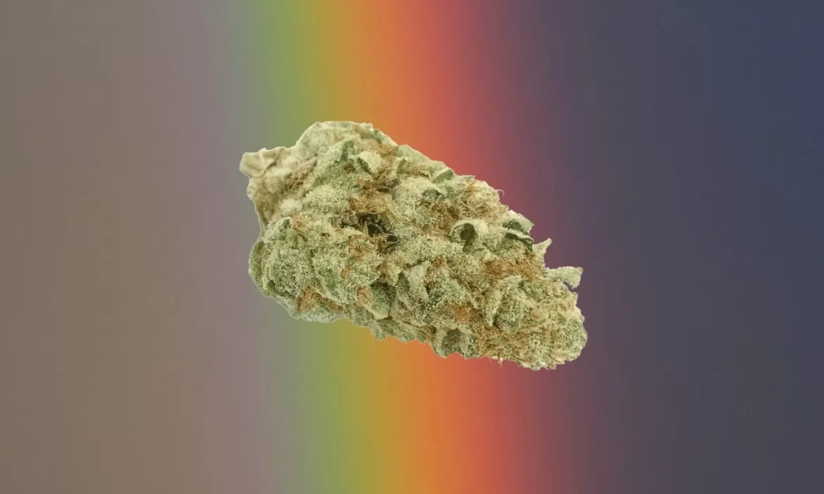 A beautiful cannabis nug of the strain rainbow cookiesfloats above a rainbow backdrop