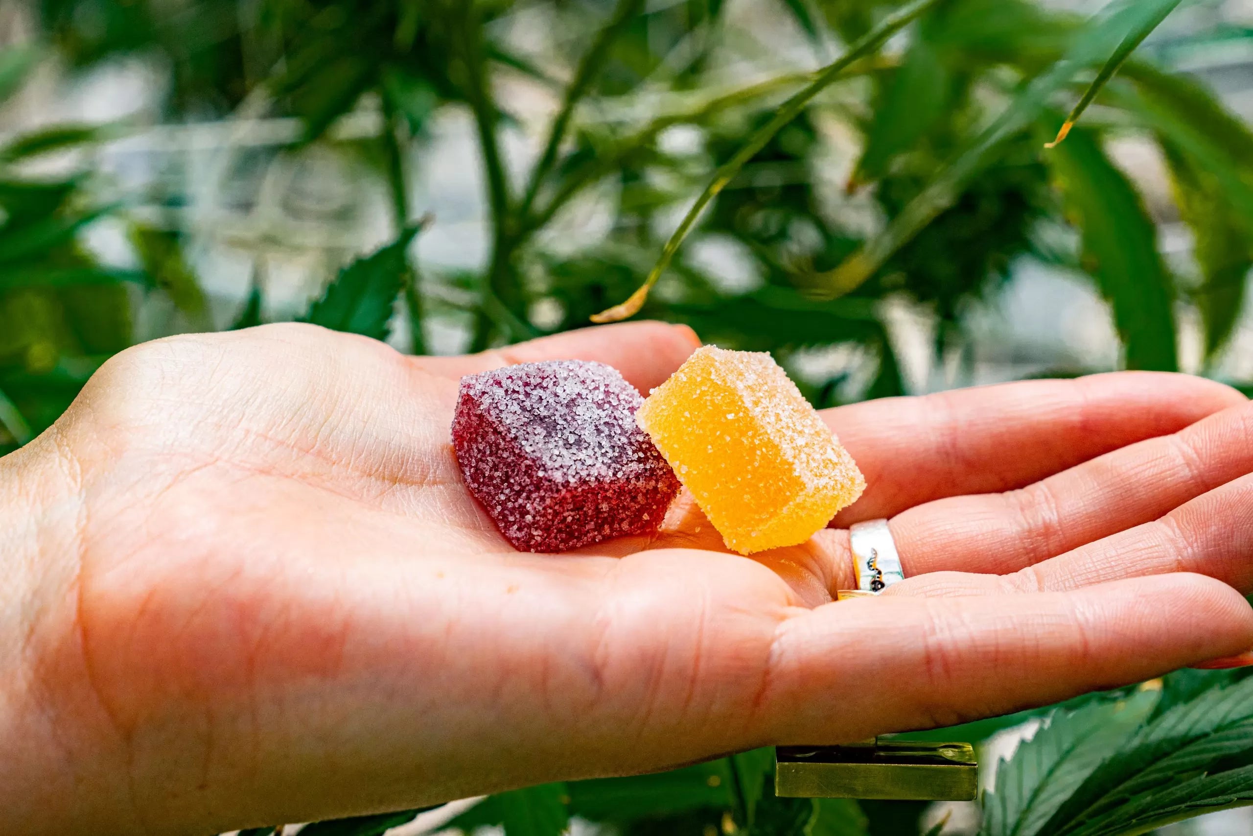 Person holding two cannabis edibles for sex in their hand
