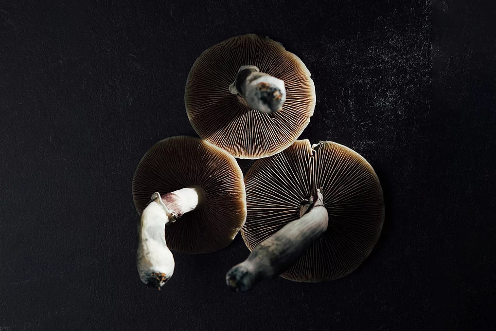 Three large mushrooms sit, lightly lit, against a dark black background.