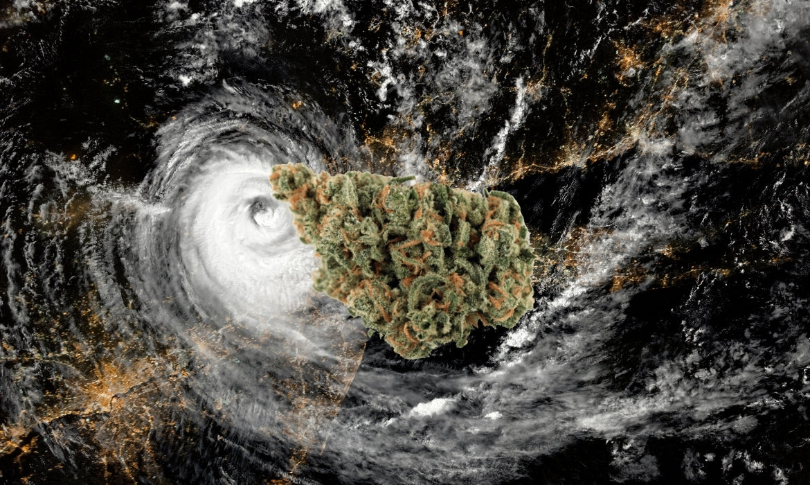 A beautiful green nug of the slurricane strain hovers above a hurricane map