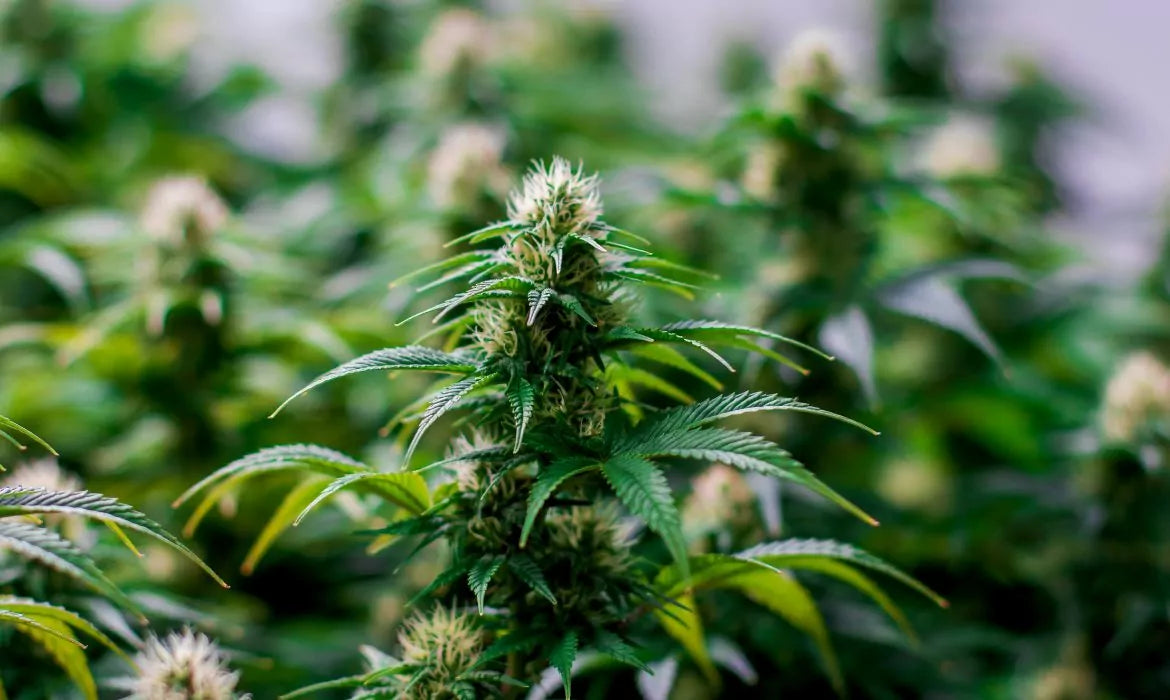 Sour Chillz strain bud