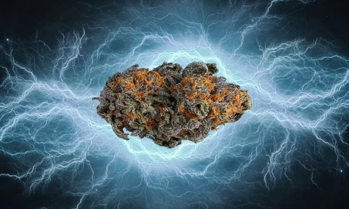 Sour Elektra Strain bud