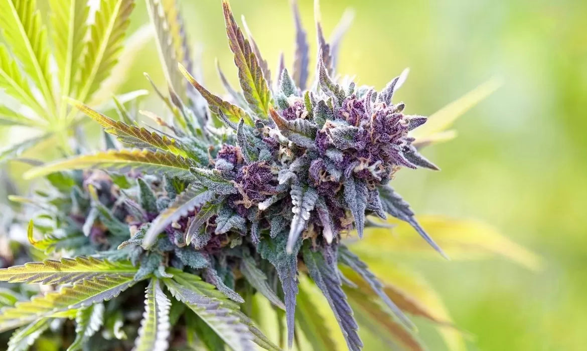 Sour Lifter strain flower