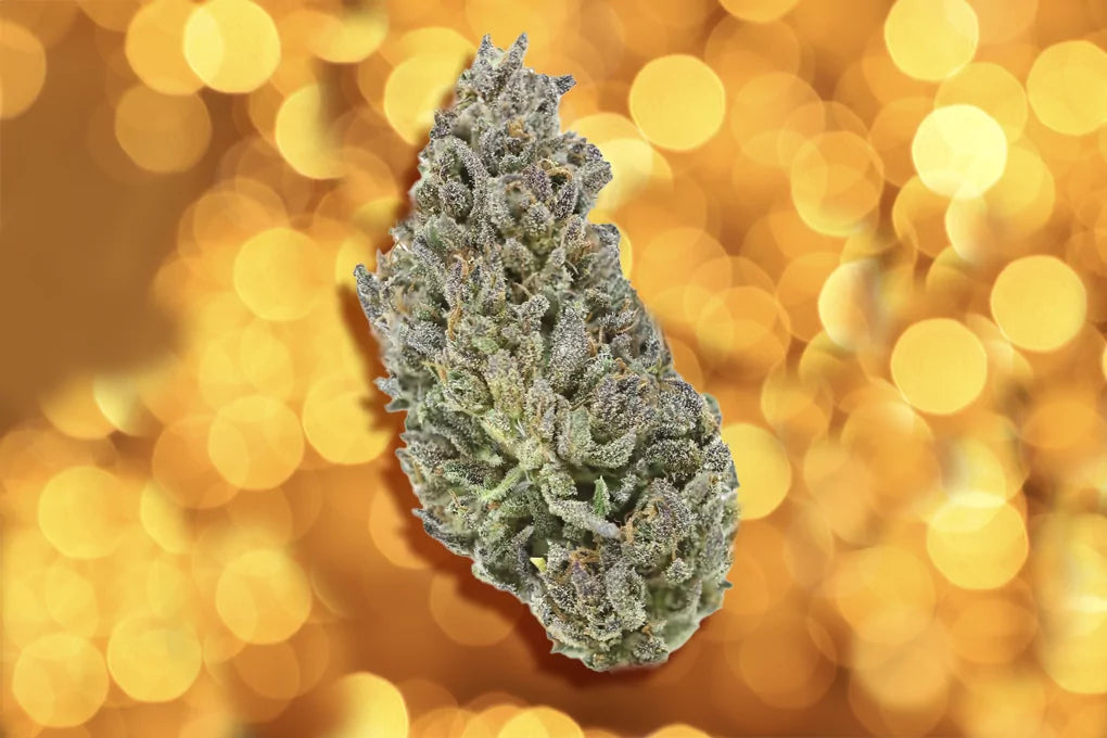 A bud of Sour Lights Strain floats in front of a backdrop of blurry yellow lights