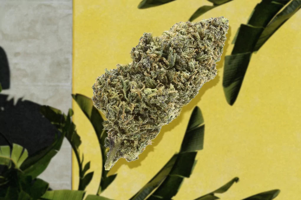 A bud of sour lope strain hovers in front of a yellow and grey backdrop featuring jungle leaves.
