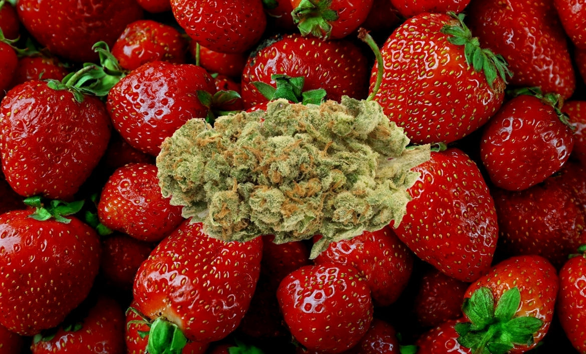 Strawberry Ghost Strain of cannabis hovers above a background of fresh strawberries
