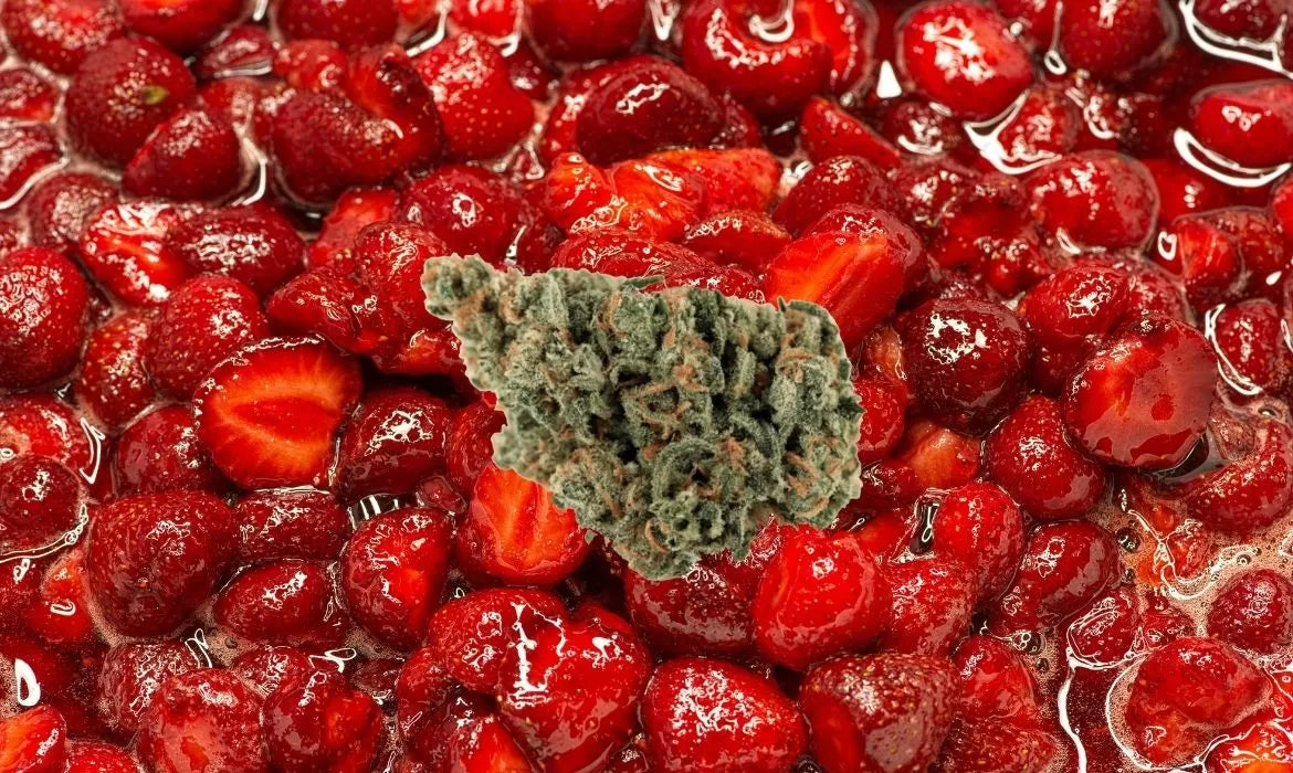 Strawberry Jam hemp strain