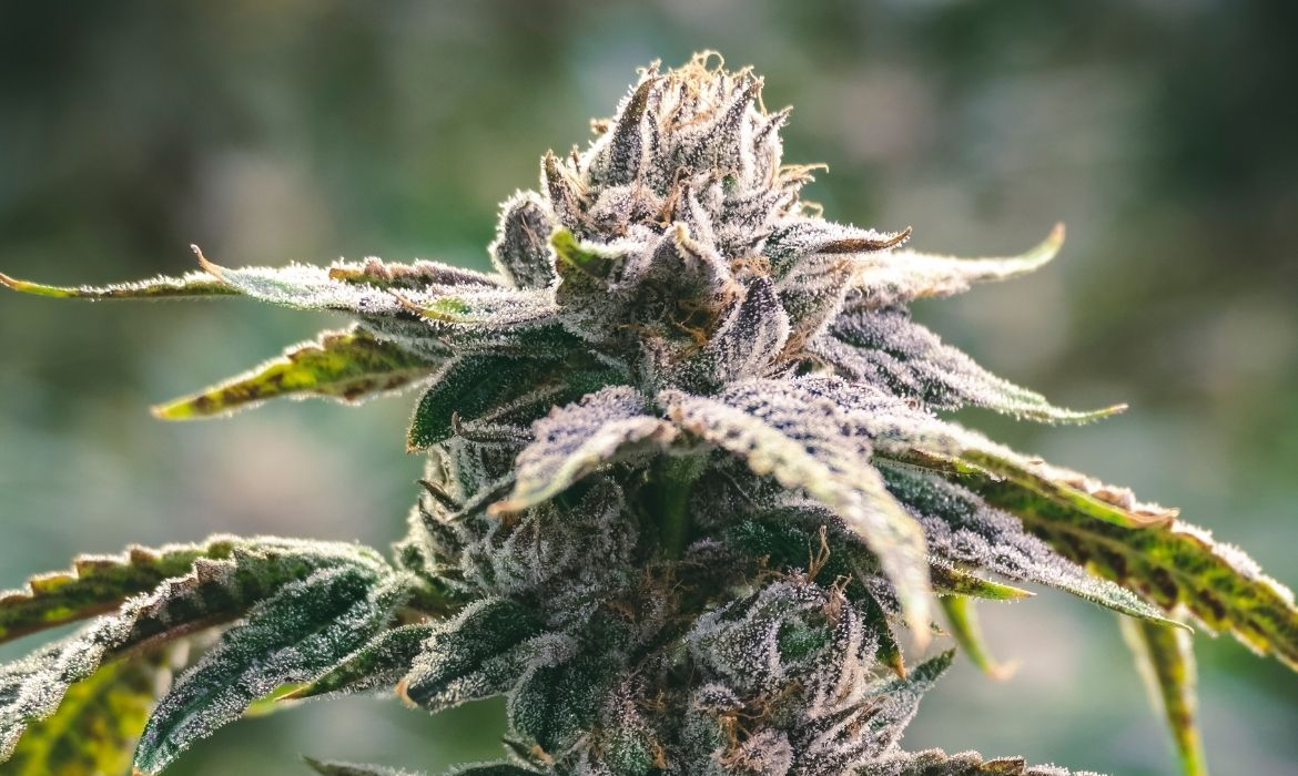 Suver Haze strain