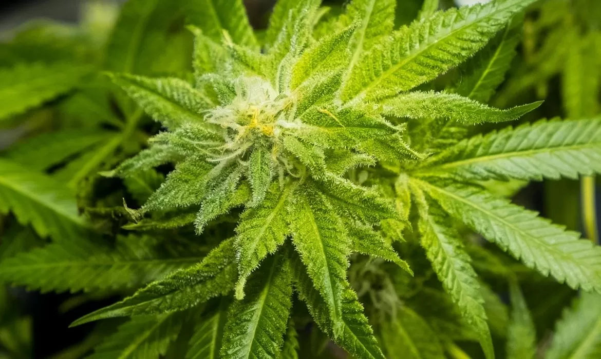 Sweet Grass hemp bud