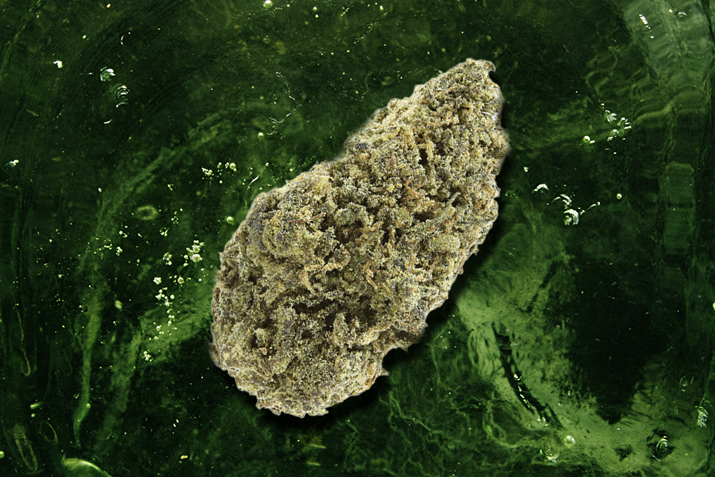 A cannabis bud of Sweet Zombie Strain floats in front of a green emerald background.