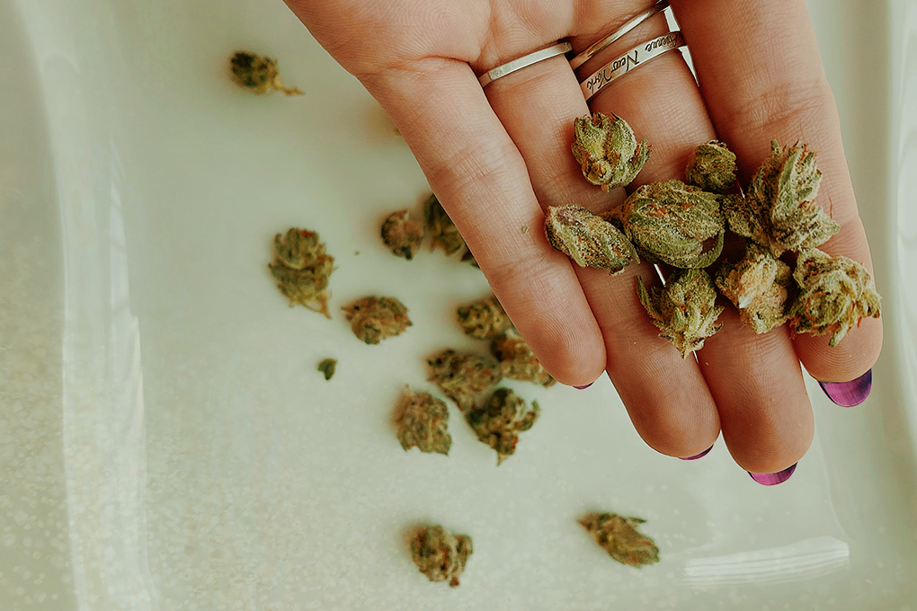Shredded marijuana rests in hand and scattered on white surface