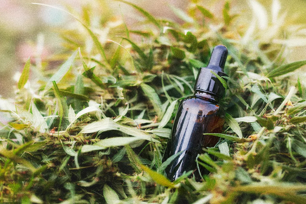 Serum bottle surrounded by marijuana leaves in daylight