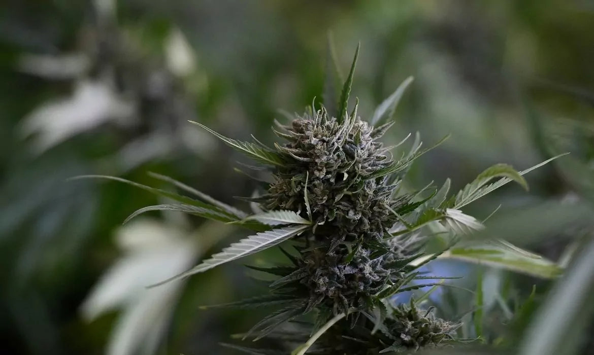 Cannabis plant containing Delta 9 THC