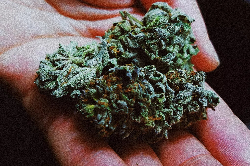 A hand holding THCV strains