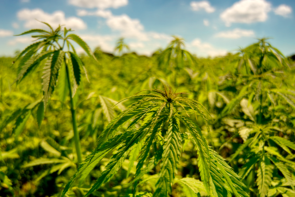 Cannabis plants in a sunlit field against a blue sky and green backdrop, embodying natural vitality and growth