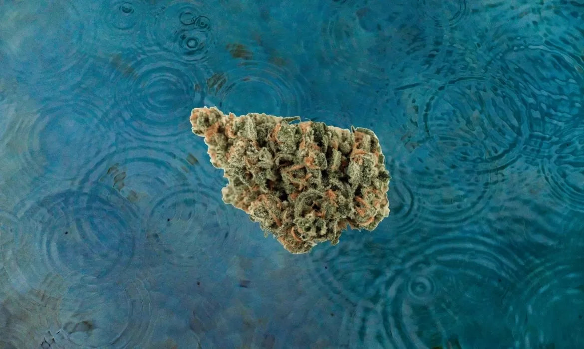 Umpqua Hemp strain