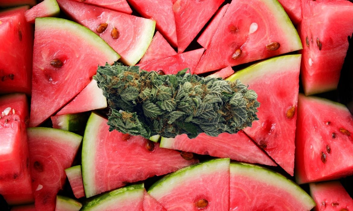 Watermelon Haze Hemp Strain
