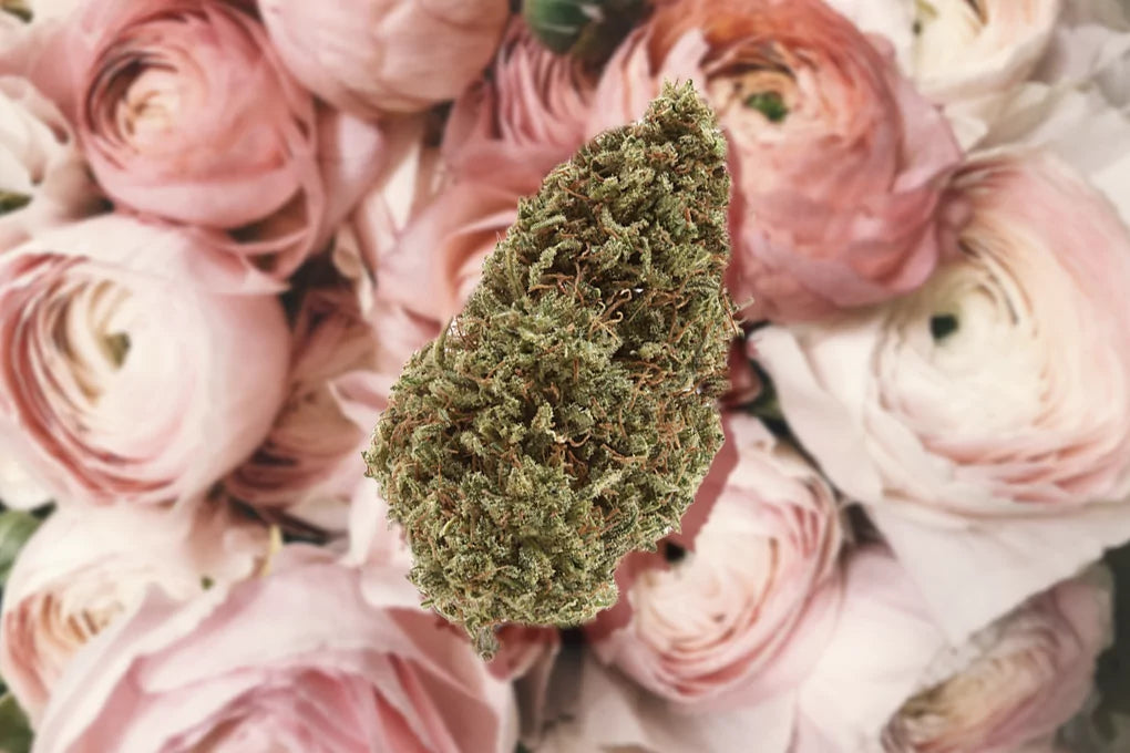 A nugget of wedding fuel strain cannabis floats in front of a backdrop of roses in a bouquet