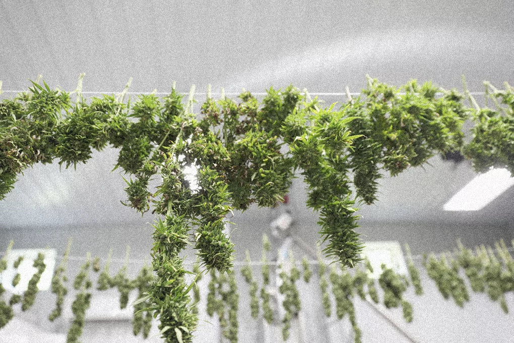 A bottom-up view of freshly harvested cannabis buds hanging to dry.