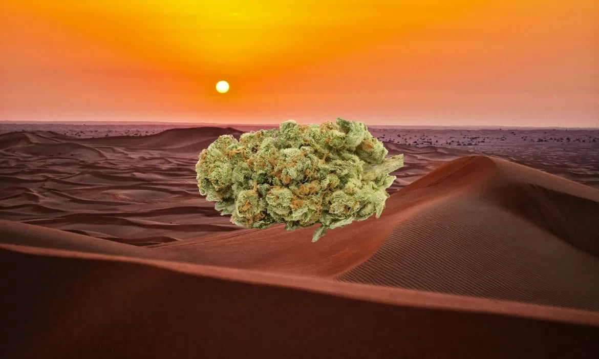 A beautiful nug of the western sunset strain hovers above the desert