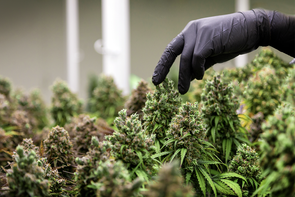 Scientist in black gloves holds a cannabis plant amid many others in a cannabis farm.