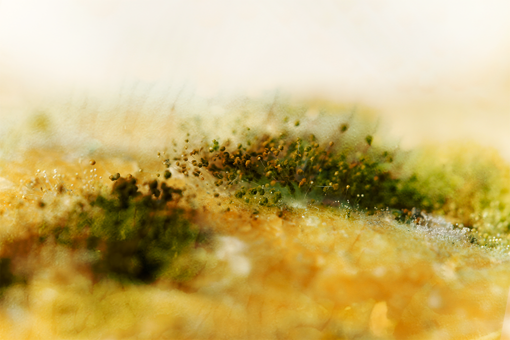 Vibrant yellow field with lush moss, surrounded by misty white backdrop