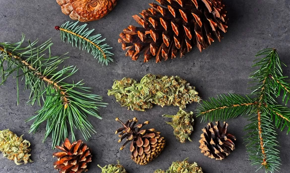 Cannabis-derived terpenes