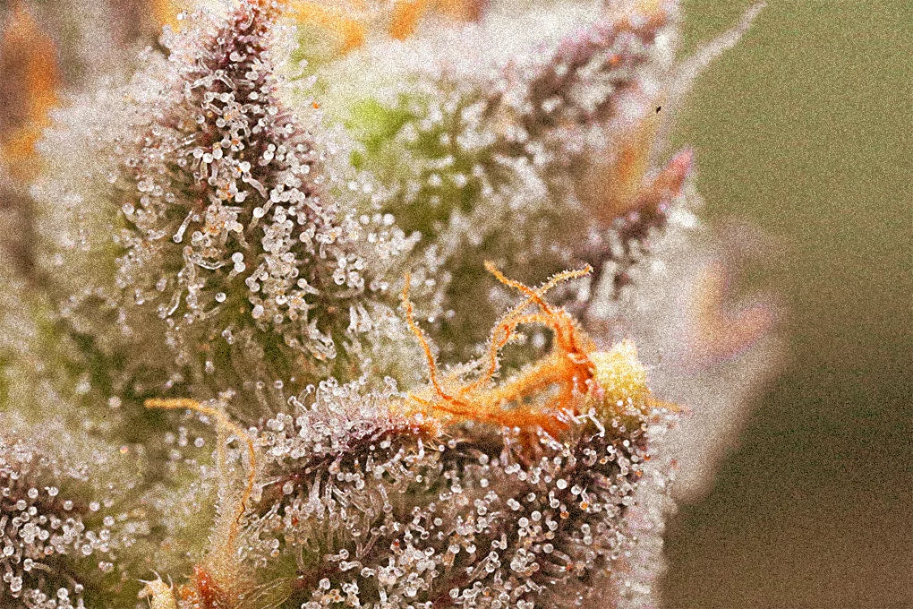 A photograph of cannabis trichomes against a blurred background, highlighting the plant's resinous crystals and potency