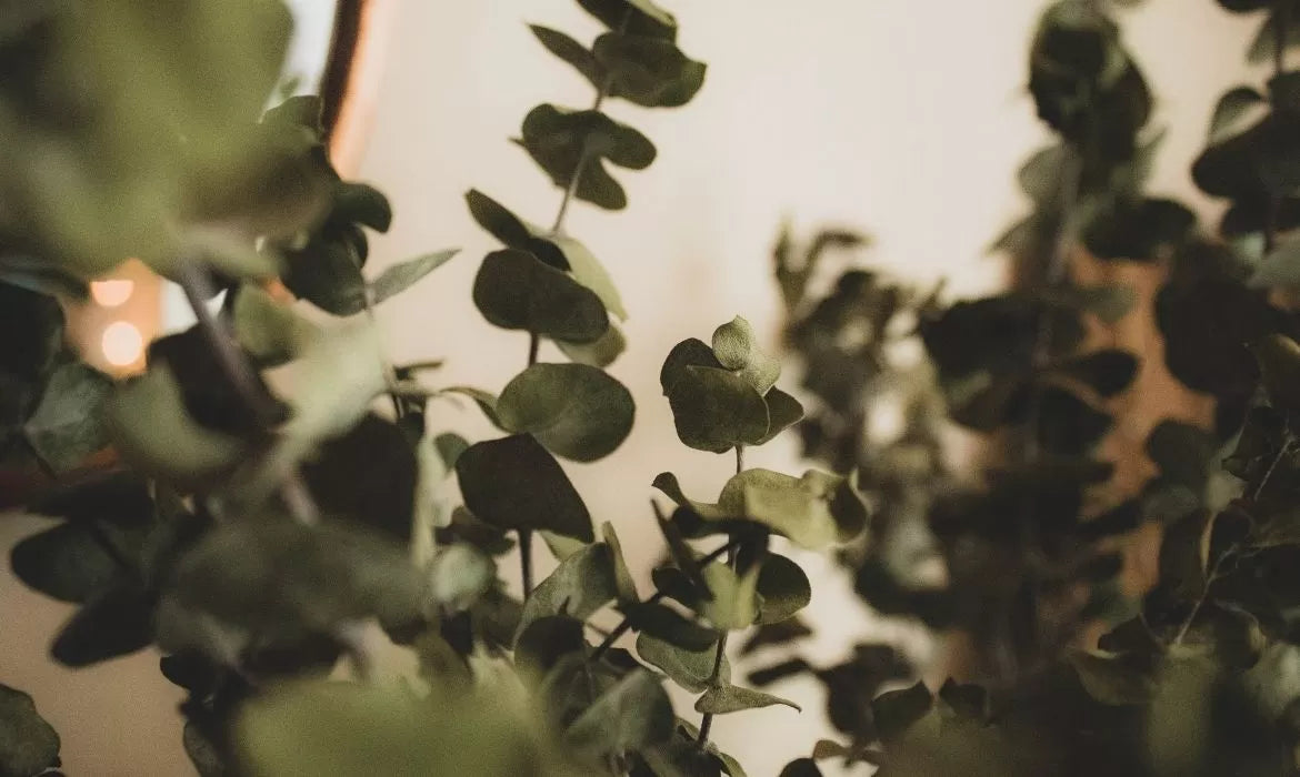 Eucalyptus, producer of Alpha Phellandrene