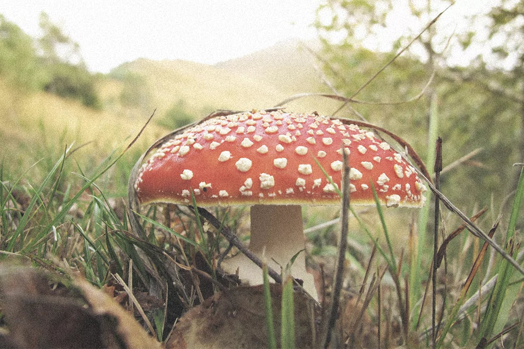 A close up shot of an Amanita Muscaria mushroom with a red cap speckled with white spots.