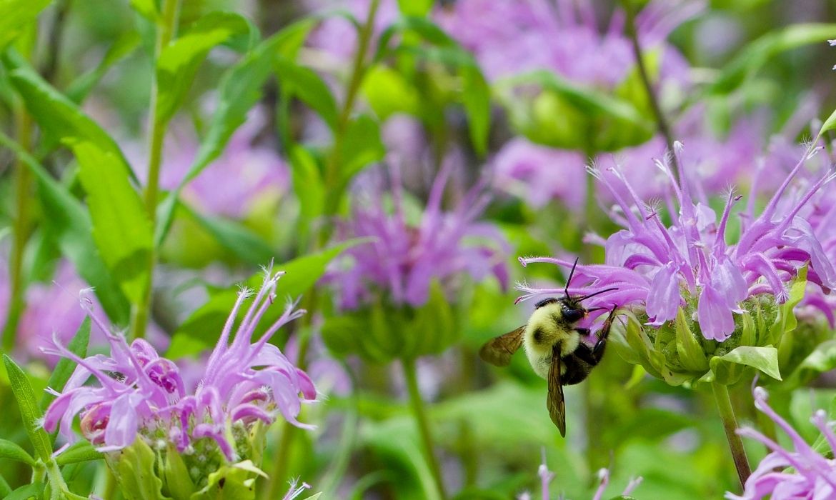 Bergamot flowers and a bee extracting Bergamotene