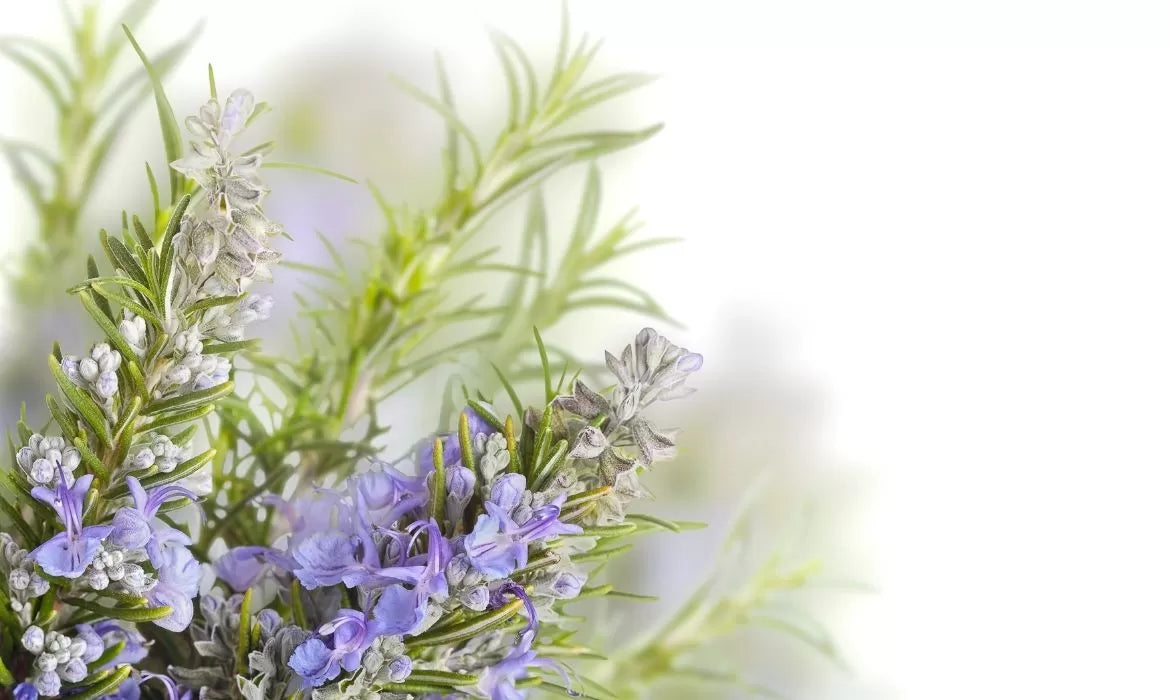 Rosemary rich in borneol