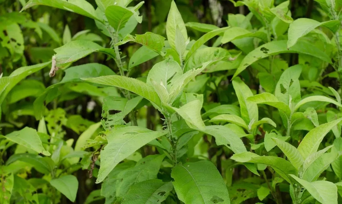 Camphor terpene found in light green plants