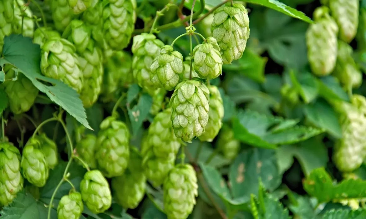 Hops full of farnesene