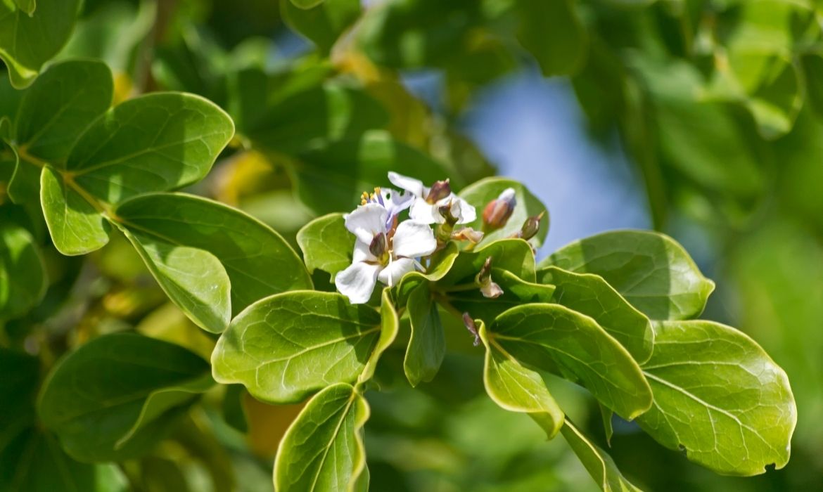 Guaiacum plant full of guaiol