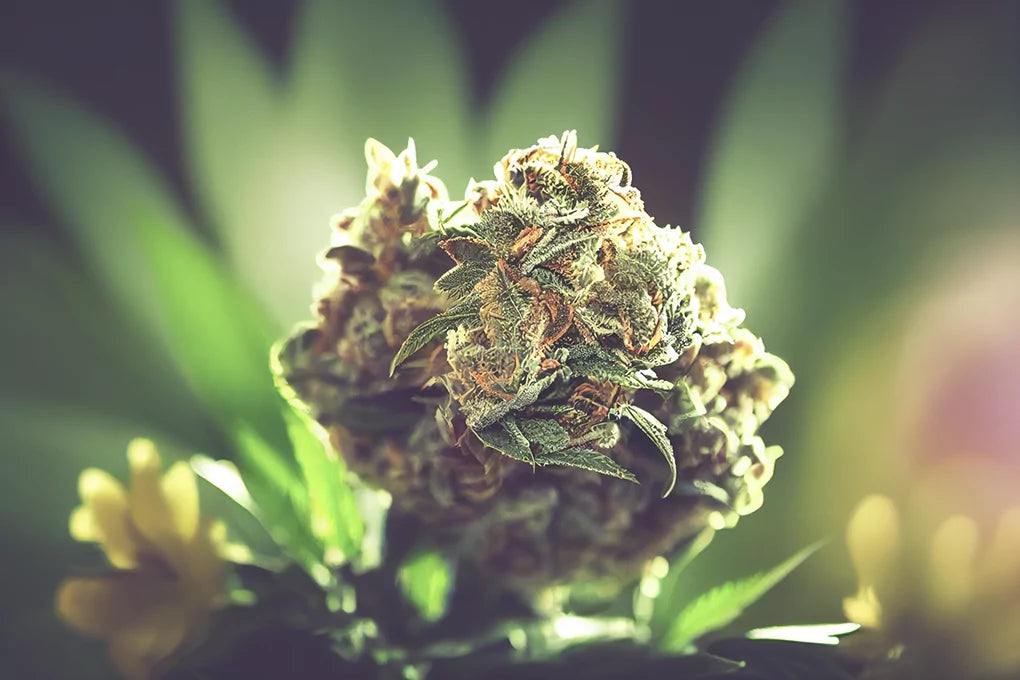 An AI generated image of a closeup shot of a cannabis bud with the rest of the plant blurred in the background.