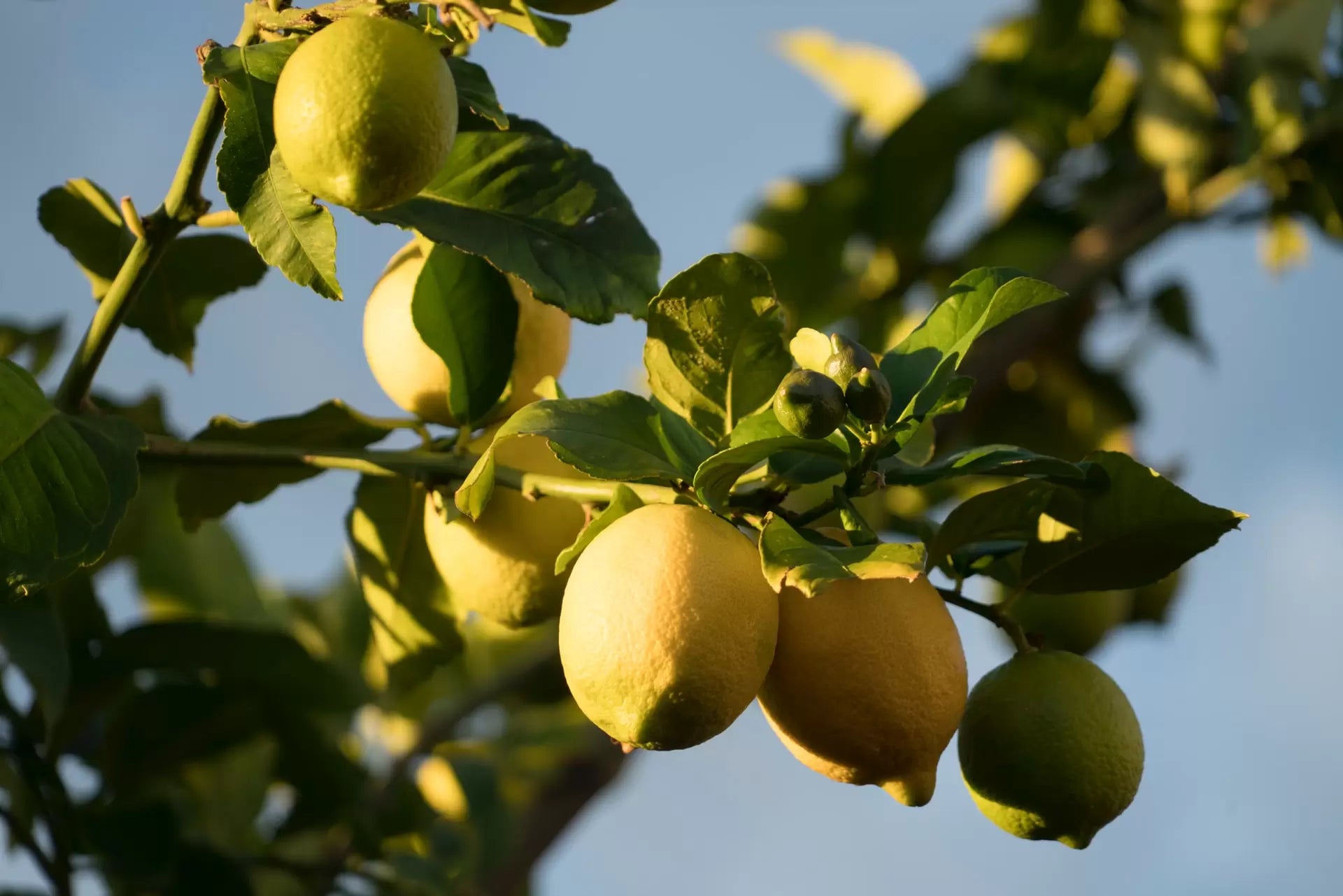 Lemons full of Limonene