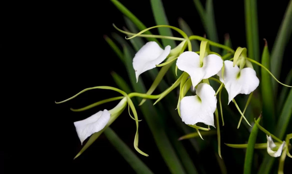 Brassavola nodosa full of Nerolidol