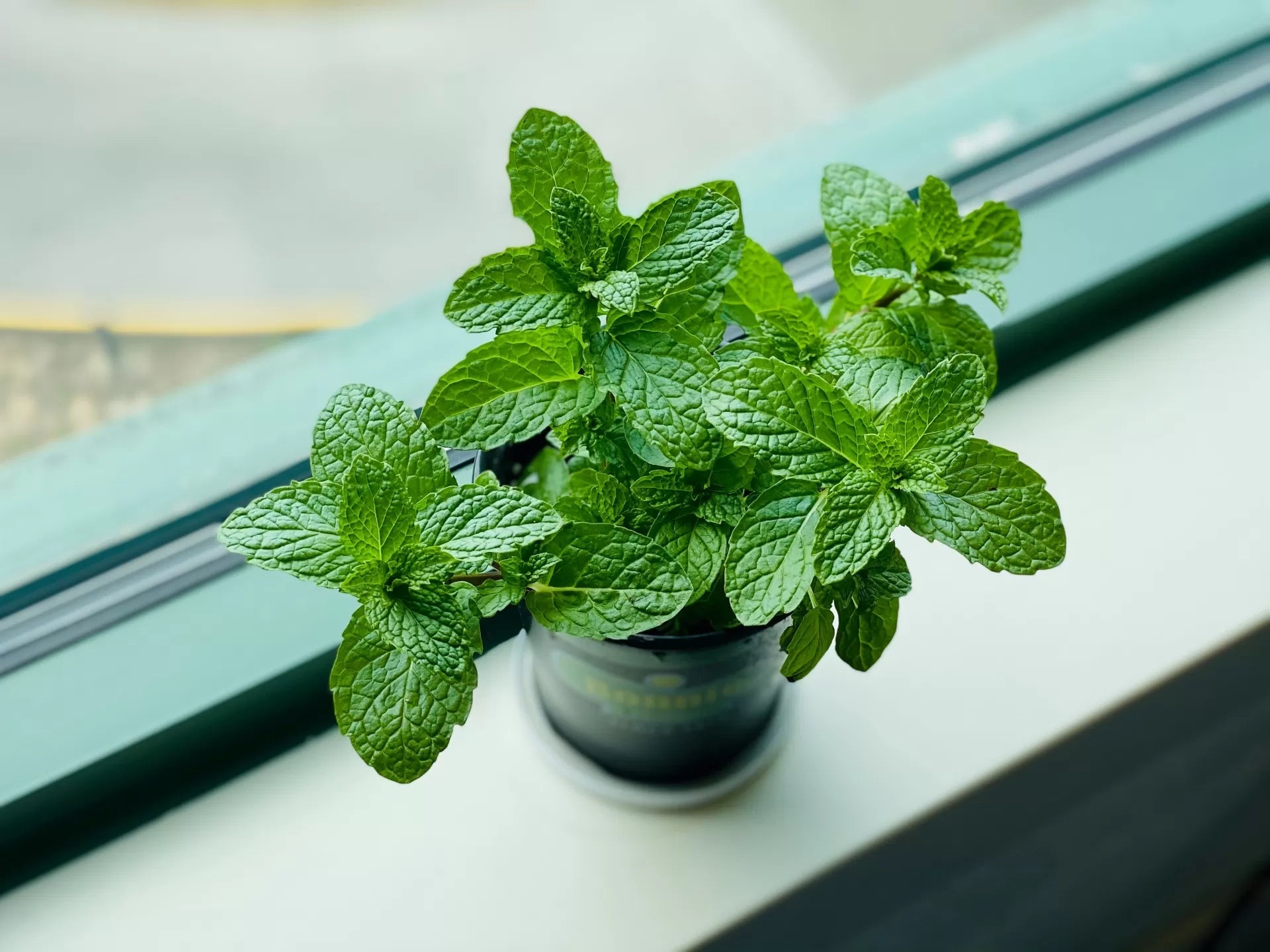 A green mint plant that produces the terpene Ocimene sits on the window sill bathed in sunlight
