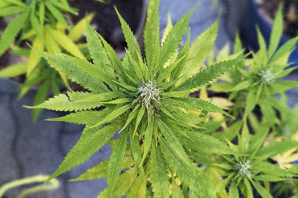 A close up shot of a cannabis plant displaying one of its buds, ready to harvest.