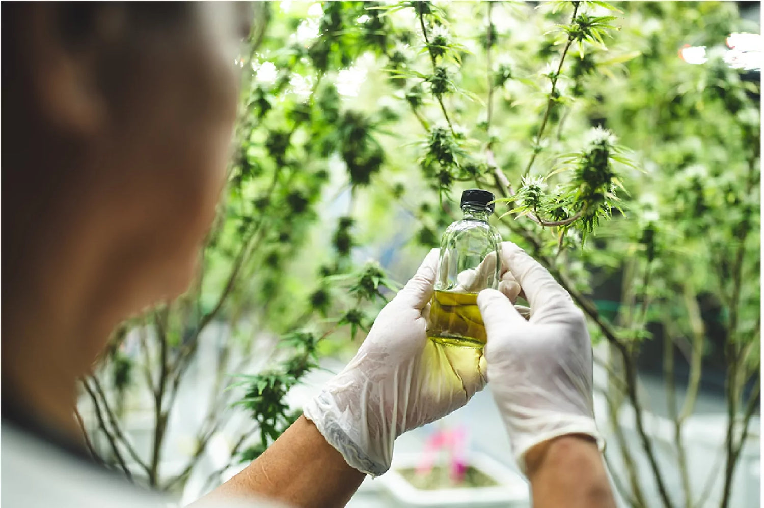 A man standing in front of CBD plants wearing white handgloves holding a CBD oil bottle
