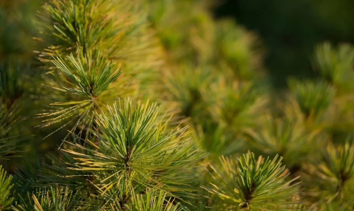 Pine needles full of pinene