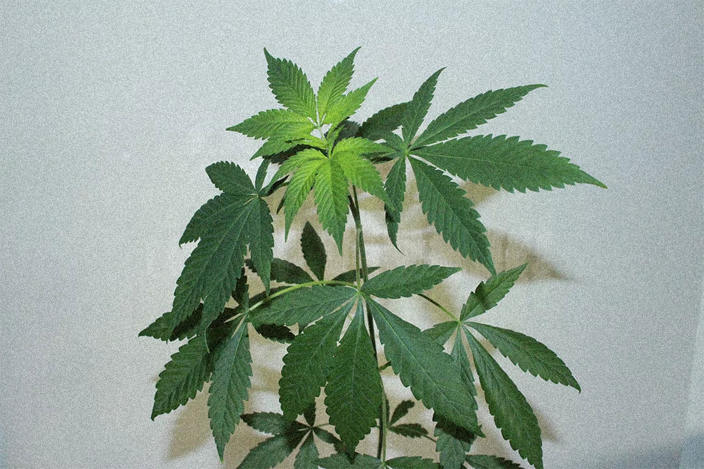 A THC-B rich cannabis plant sits against a white background.