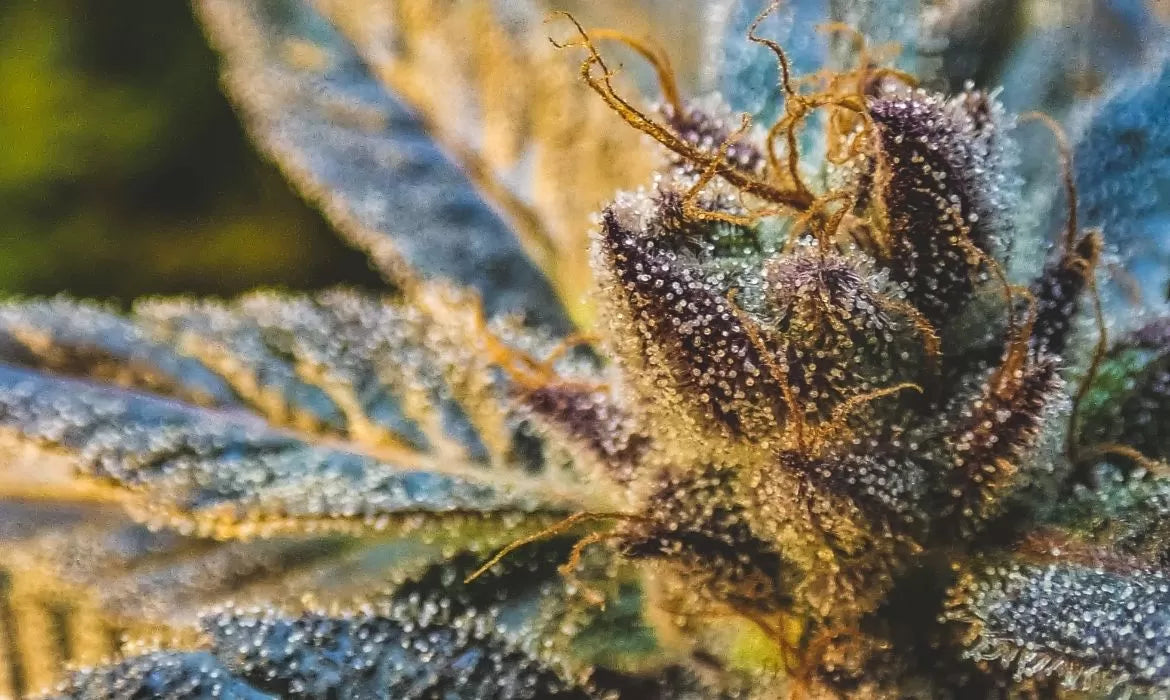 Cannabis flower with THCA