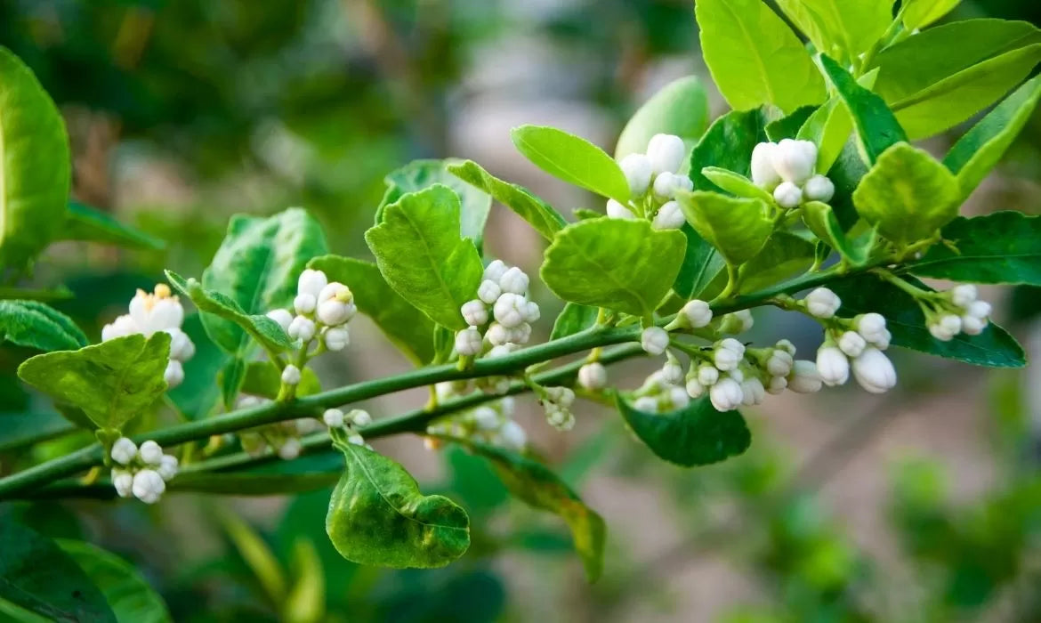 Lime blossoms full with Terpineol