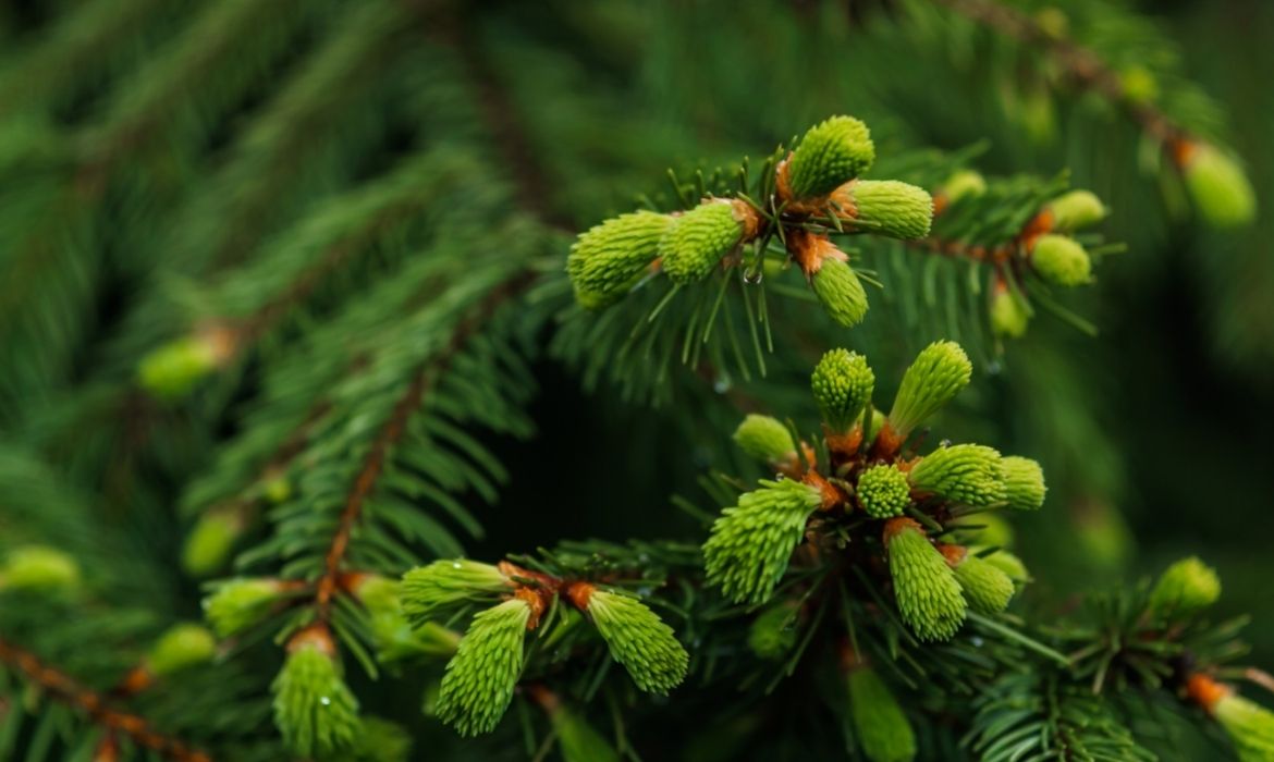 Terpinolene in nature